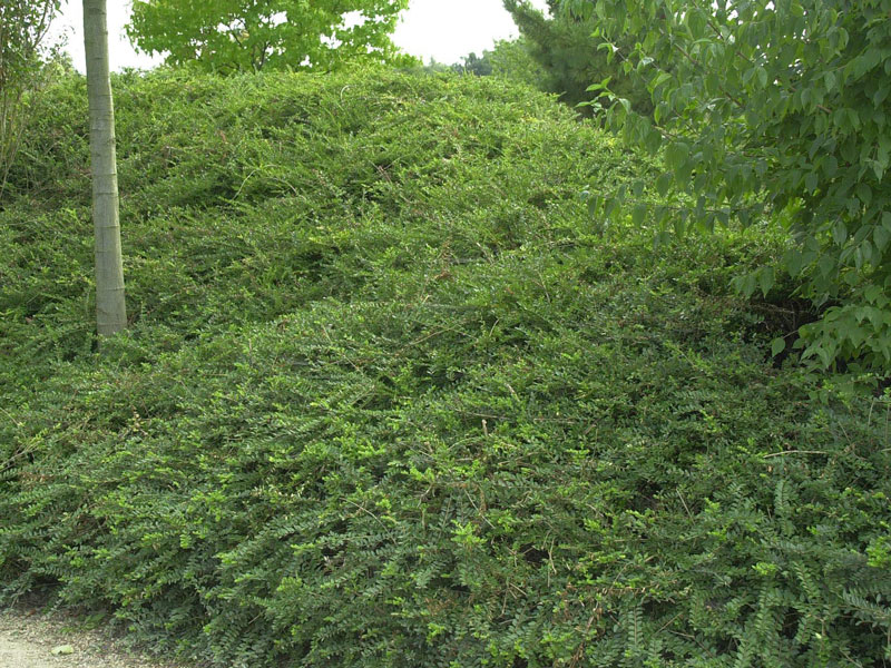 Lonicera nitida 'Elegant', Immergrüne Heckenkirsche