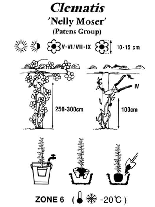 Pflanz- und Pflegeanleitung für die Clematis 'Nelly Moser'