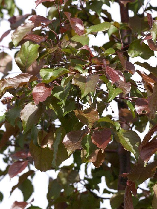 Malus sargentii 'Rudolph', Zierapfel - Hochstamm