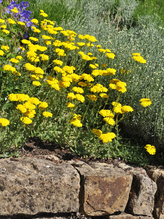 Achillea tomentosa, Polsterschafgarbe, Teppichschafgarbe