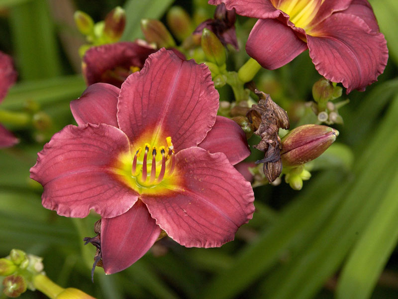 Hemerocallis Hybride 'Pardon Me', Taglilie