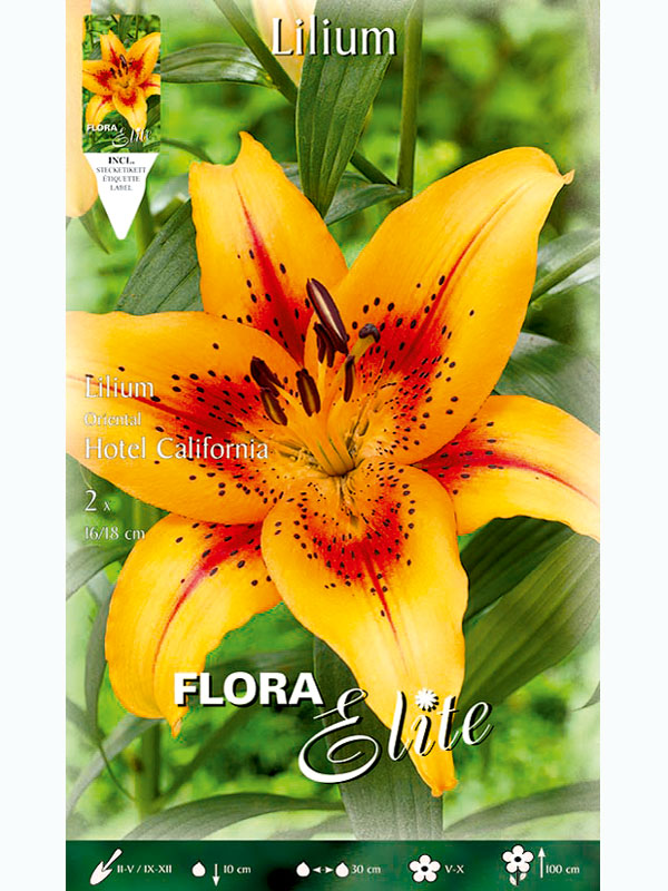 Orientalische Lilien-Hybride 'Hotel California', Lilium (Art.Nr. 5217285)