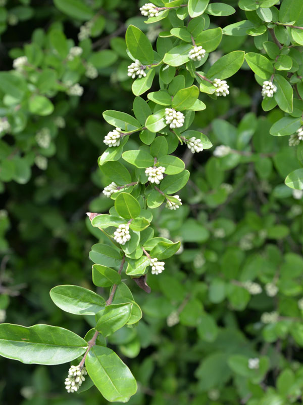 Ligustrum obtusifolium regelianum, Flächen-Liguster