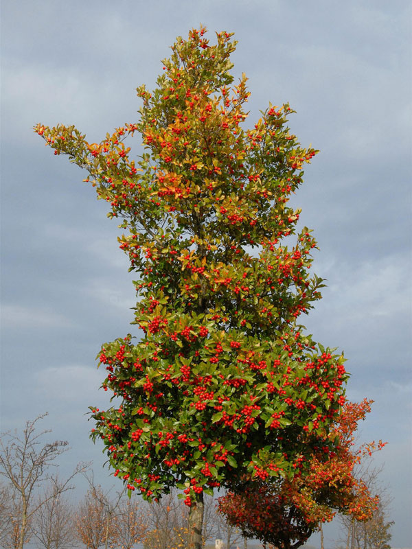 Crataegus lavallei 'Carrierei', Lederblättriger Weißdorn - Hochstamm