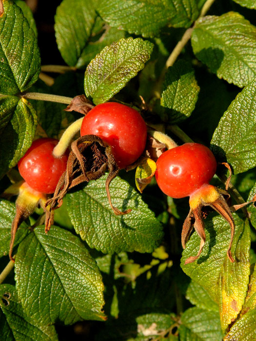 Rosa rugosa, Kartoffelrose, Apfelrose