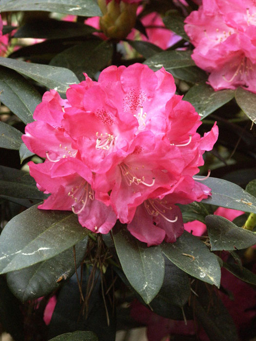 Rhododendron yakushimanum 'Anuschka'