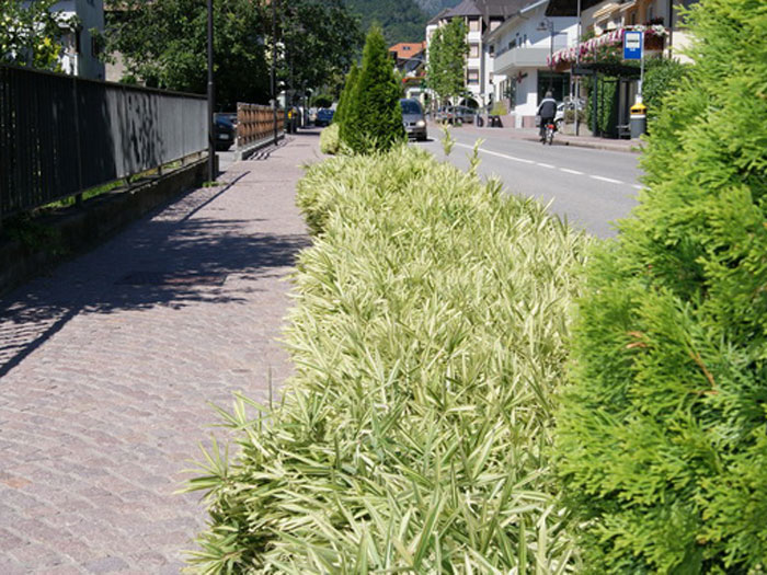 Silberstreifenbambus Fläche