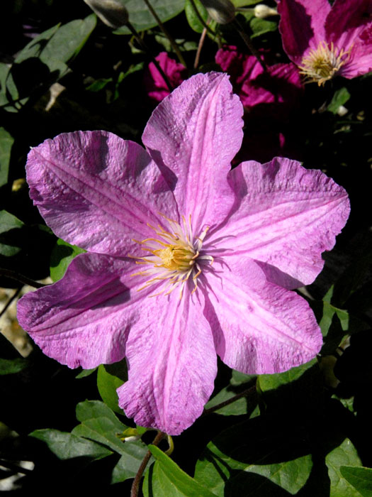 Einzelblüte der Clematis 'Comtesse de Bouchard'