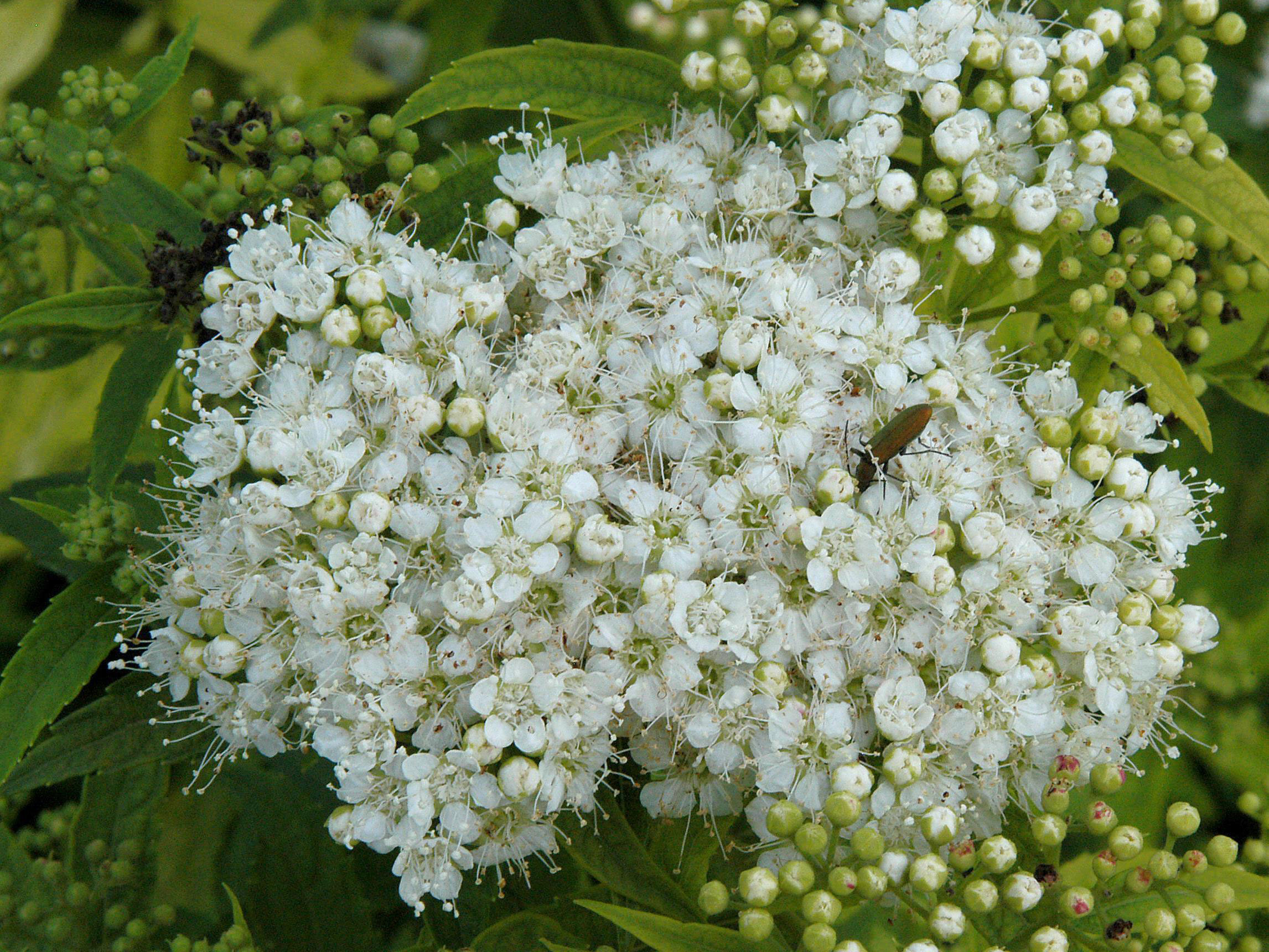 Spiraea japonica 'Albiflora', Weiße Zwerg-Spiere