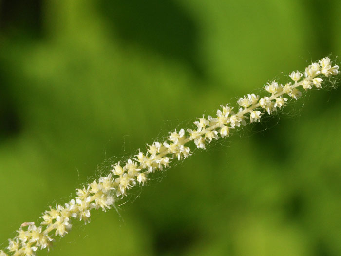 Aruncus dioicus, Wald-Geißbart