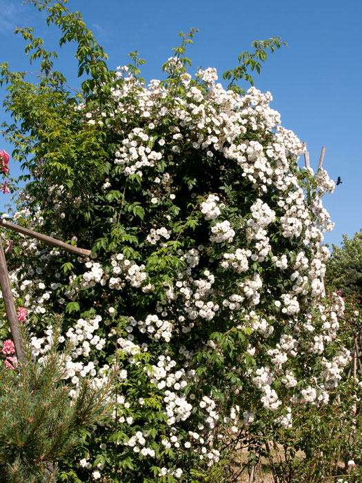 Strauch der Rose Rambling Rector