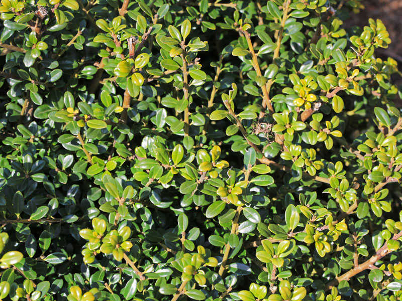 Ilex crenata 'Glorie Dwarf', Berg-Ilex