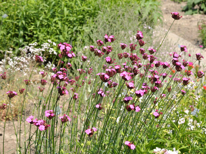 Dianthus carthusianorum, Heimische Karthäusernelke