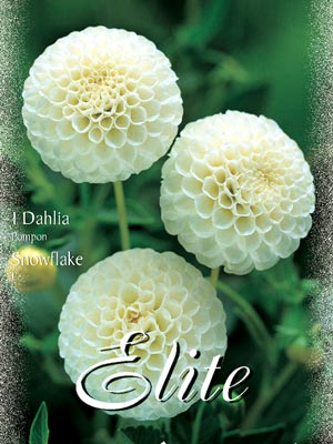 Pompon-Dahlie 'Snowflake', Dahlia (Art.Nr. 520458)