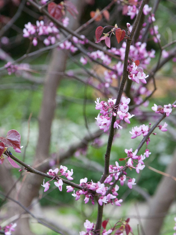 Cercis canadensis 'Forest Pansy', Judasbaum