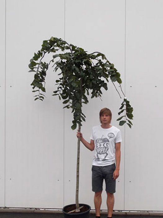 Ulmus glabra 'Pendula', Hängeulme - Hochstamm