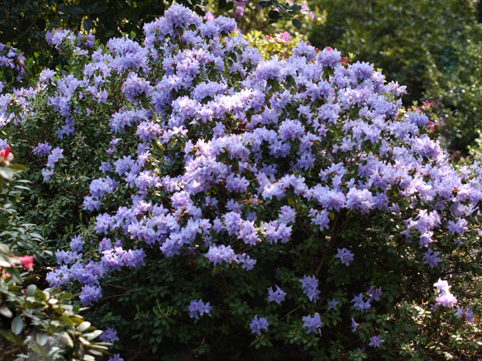 Rhododendron impeditum 'Blue Tit'