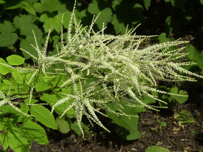 Aruncus dioicus, Wald-Geißbart