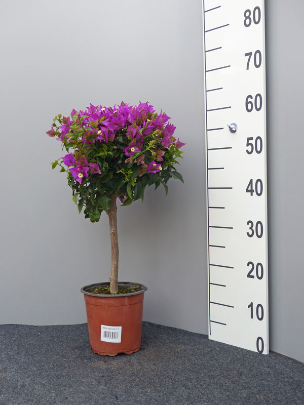 Bougainvillea 'Glabra Sanderiana', lila-blättrige Bougainvillea