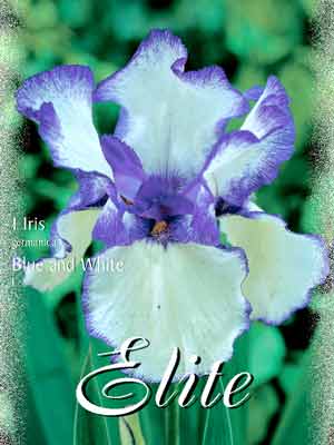 Schwertlilie 'Blue and White', Iris germanica (Art.Nr. 521554)