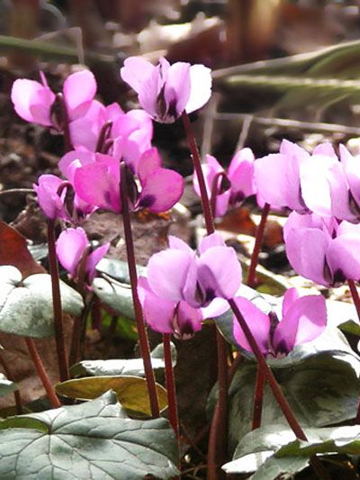 Frühjahrsblühendes Alpenveilchen, Cyclamen (Art.Nr. 521090)