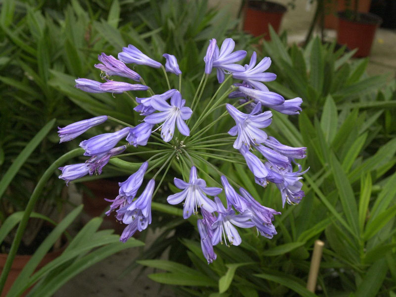 Agapanthus africanus, afrikanische Schmucklilie