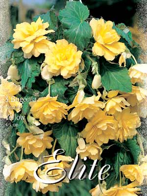 Hänge- oder Ampelbegonie 'Yellow', Begonia pendula (Art.Nr. 520882)