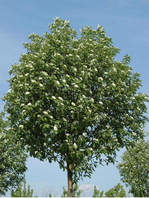 Sorbus thuringiaca 'Fastigiata', Thüringische Säulen-Eberesche - Hochstamm