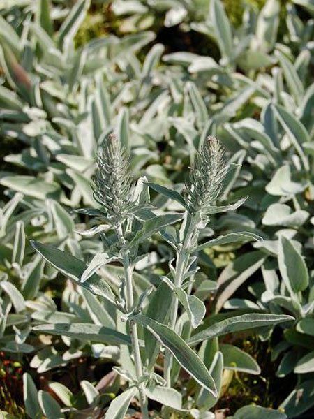 Veronica spicata 'Silbersee', Silberpolster-Ehrenpreis, ähriger Ehrenpreis