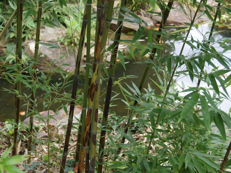 Phyllostachys nigra 'Boryana', Tigerstreifenbambus - XXL- Produkt