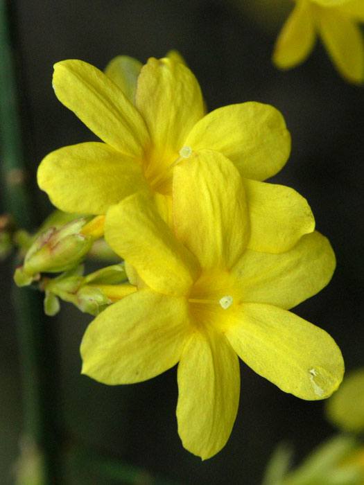 gelb-blühender Winterjasmin