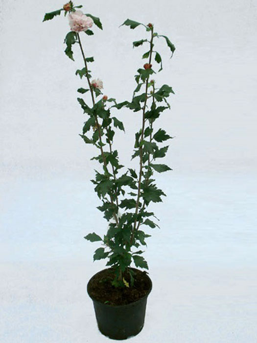 Hibiscus syriacus 'Speciosus', Hibiskus, Garteneibisch