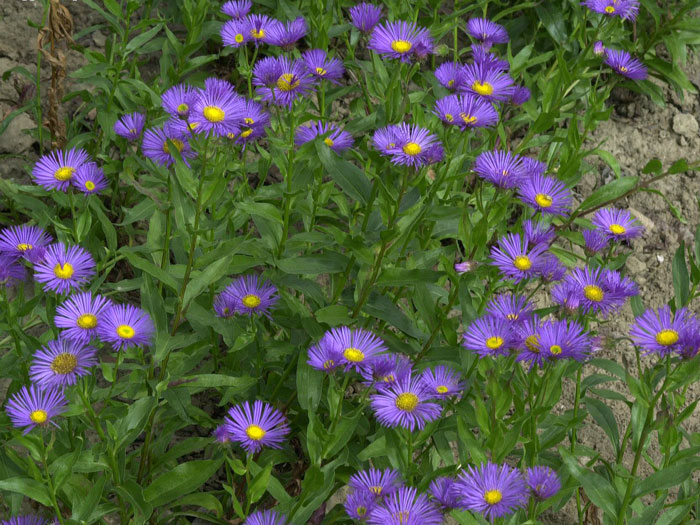 Erigeron x cultorum 'Dunkelste Aller', Feinstrahlaster