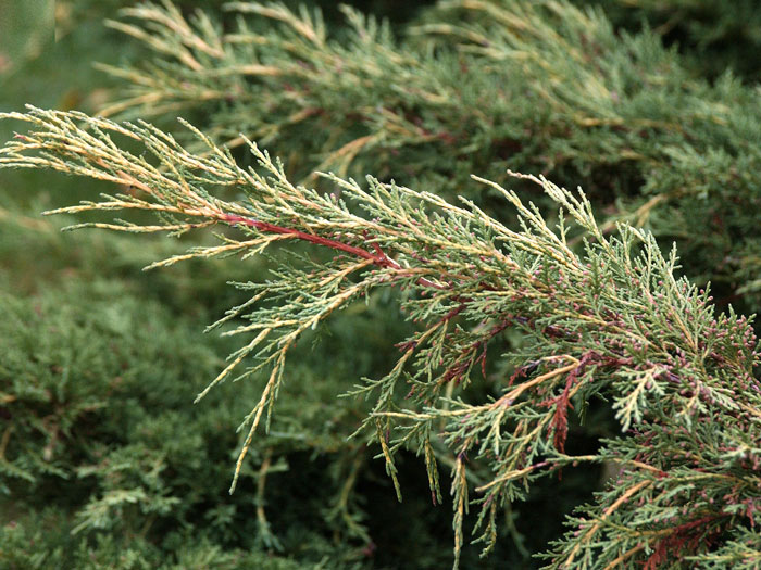 Die Nadeln des Wacholders 'Pfitzeriana Aurea'