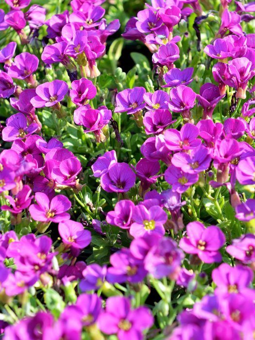 Aubrieta Hybride 'Rosenteppich', Blaukissen