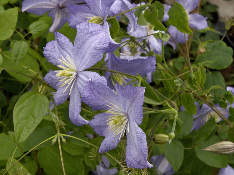 Clematis 'Prince Charles'