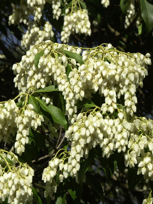 Lavendelheide Blüte