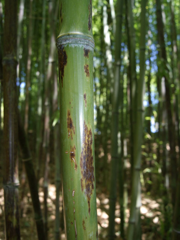 Phyllostachys nigra 'Boryana', Tigerstreifenbambus - XXL- Produkt