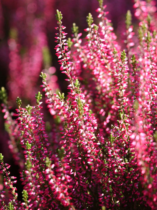 Die leuchtende Blüte der Knospenheide 'Aphrodite'