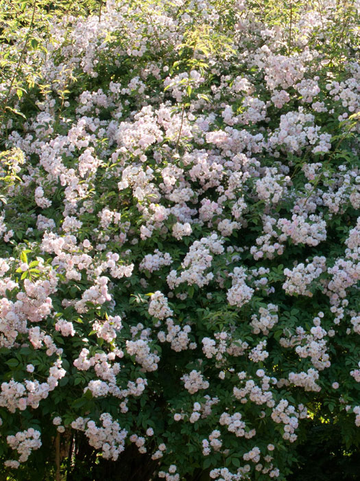 Paul´s Himalayan Musk Ramler