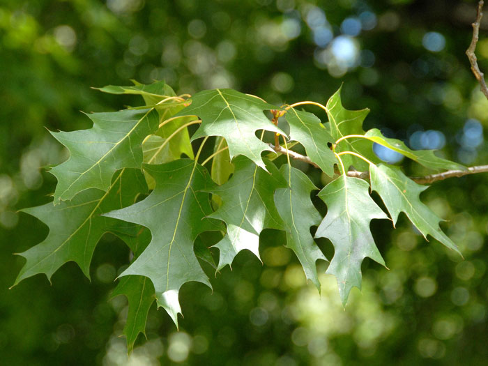 Quercus rubra, Amerikanische Rot-Eiche