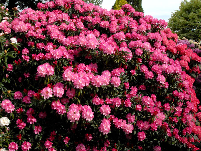 Rhododendron yakushimanum 'Kalinka'