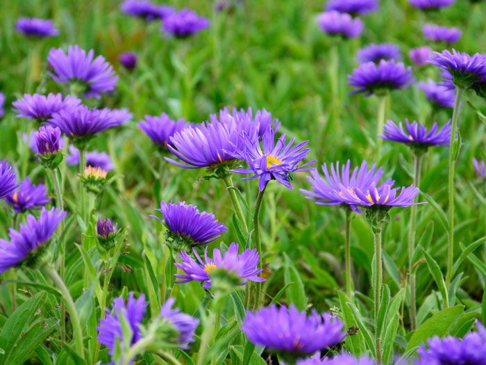 Aster alpinus 'Dunkle Schöne' (M), Alpen-Aster, Frühjahrsaster