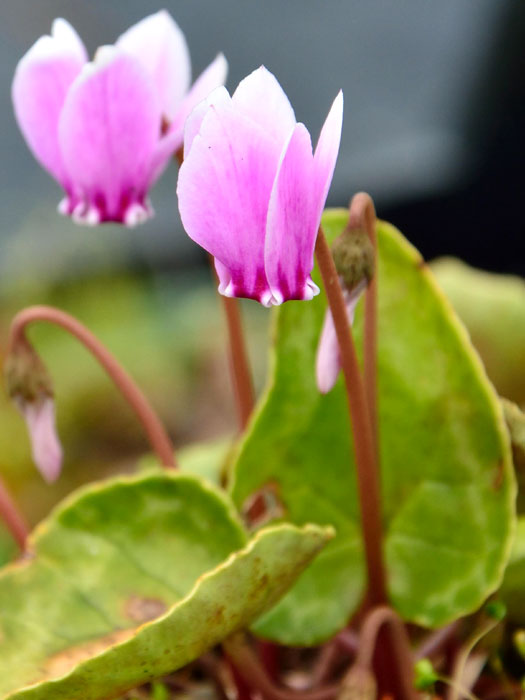 Cyclamen hederifolium 'Rosenteppich', (Garten-) Herbst-Alpenveilchen