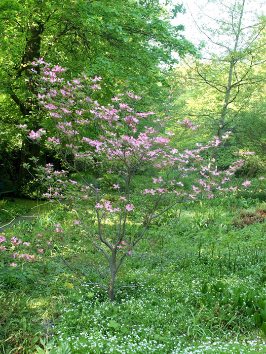 Der Rote Blumen-Hartriegel während der Blütezeit