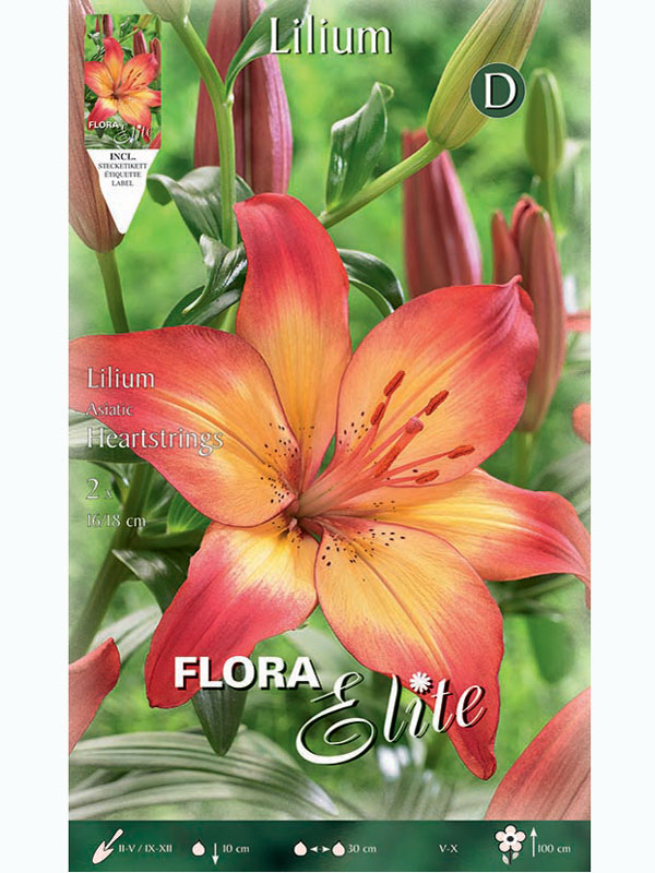 Asiatische Lilien-Hybride 'Heartstrings', Lilium (Art.Nr. 5216605)