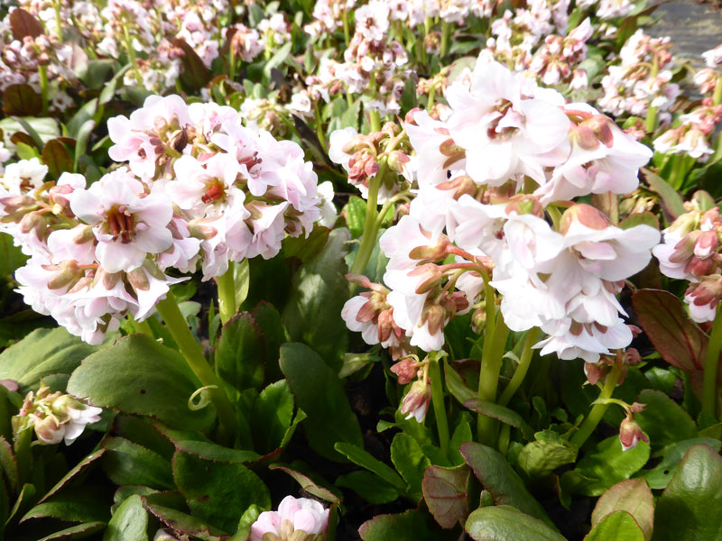 Bergenia cordifolia 'Dragonfly Angel Kiss', Bergenie