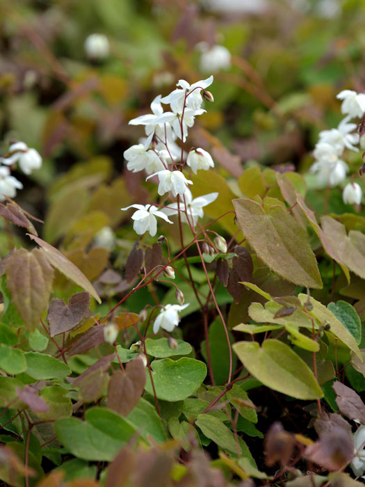 Blatt und Blüte der Elfenblume 'Niveum'