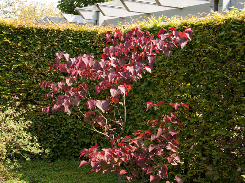 Cercis canadensis 'Forest Pansy', Judasbaum