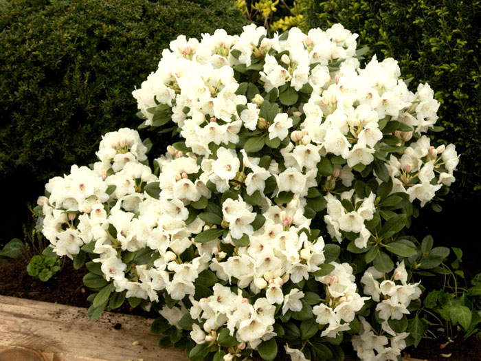 Rhododendron yakushimanum 'Flava'